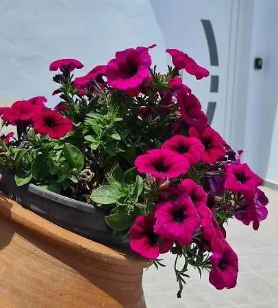 Elaion Vacation * Naxos City